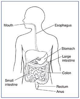 263x324 drawing of the digestive tract within an outline of the human body - Human Stomach Drawing