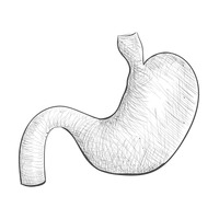 200x200 hand drawn handdrawn drawn sketch sketches drawing drawings - Human Stomach Drawing