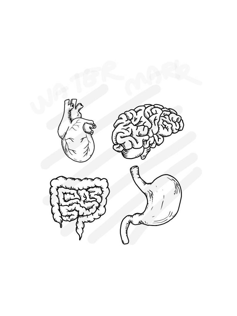 794x1059 heart brain stomach intestine human organ jpgsvg etsy - Human Stomach Drawing