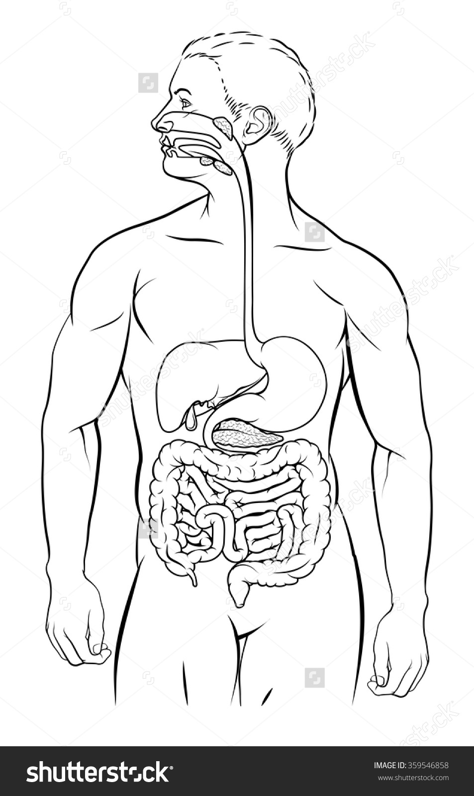 953x1600 huge collection of 'human digestive system drawing' download more - Human Stomach Drawing