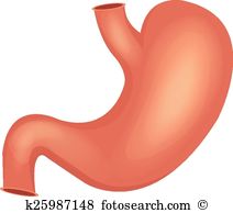212x194 human stomach clipart great free clipart, silhouette, coloring - Human Stomach Drawing