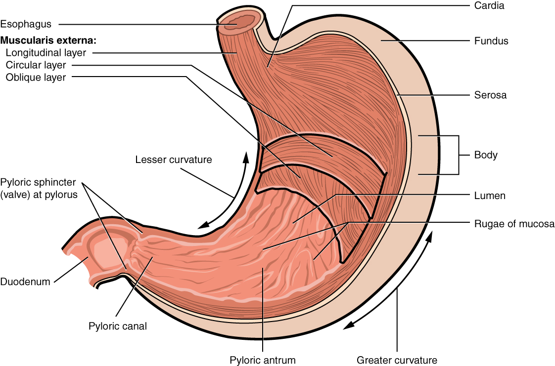 1122x741 the stomach anatomy and physiology - Human Stomach Drawing