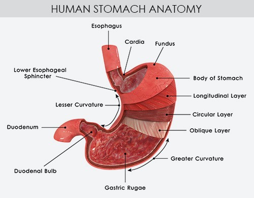 Human Stomach Drawing at PaintingValley.com | Explore collection of ...