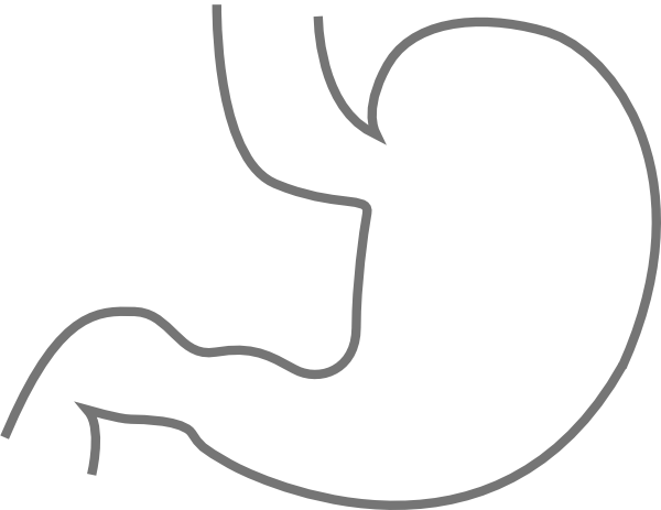 600x463 human stomach drawing - Human Stomach Drawing