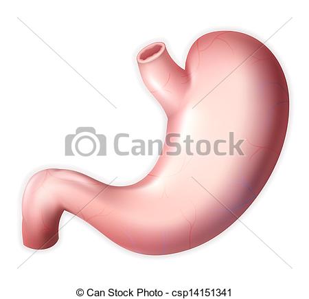 450x435 human stomach - Human Stomach Drawing