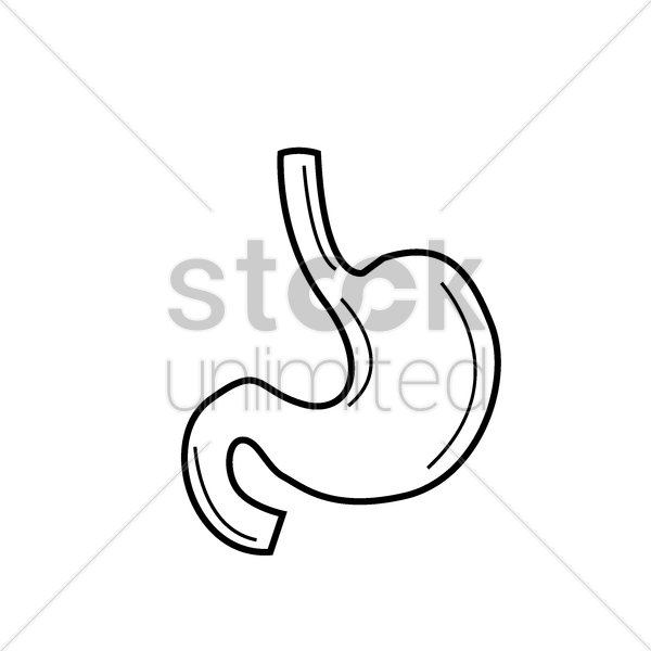 600x600 human stomach vector image - Human Stomach Drawing