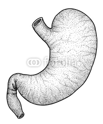 334x400 human stomach illustration, drawing, engraving, ink, line art - Human Stomach Drawing