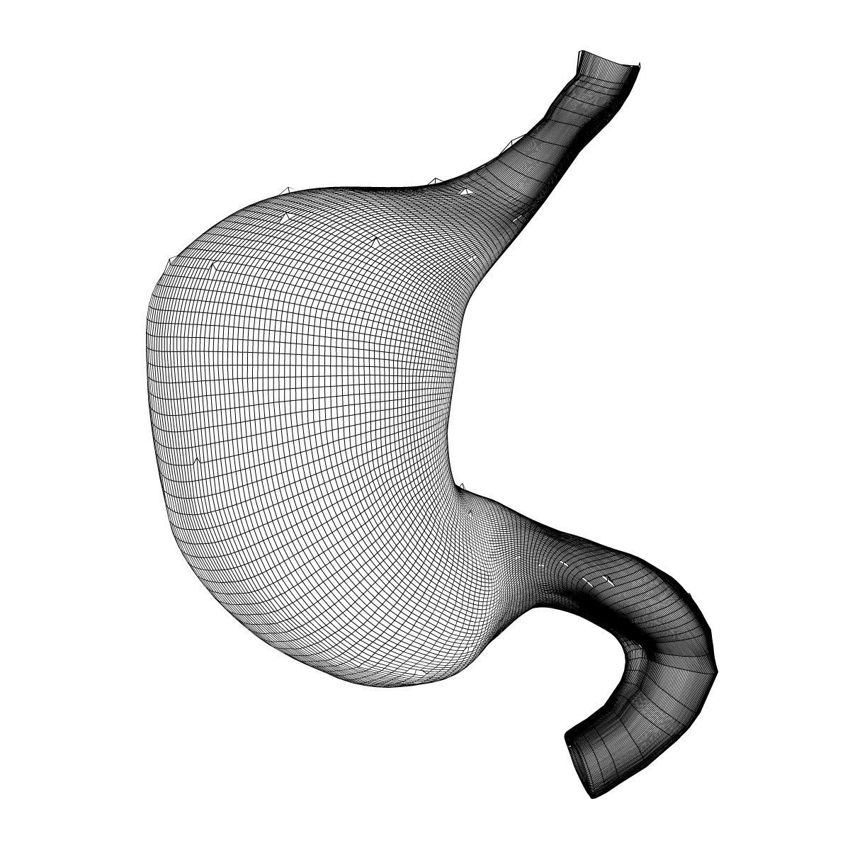 1200x1200 model human stomach anatomy cgtrader - Human Stomach Drawing