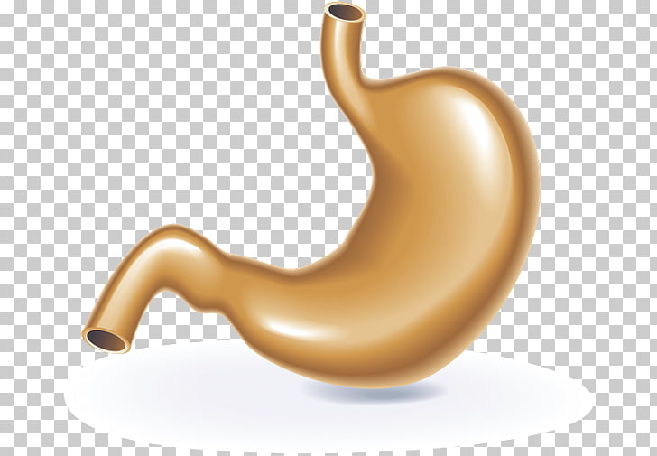 728x505 organ system human body drawing stomach, others png clipart free - Human Stomach Drawing