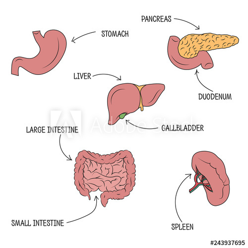 500x500 vector illustration of human digestive system vector drawing - Human Stomach Drawing