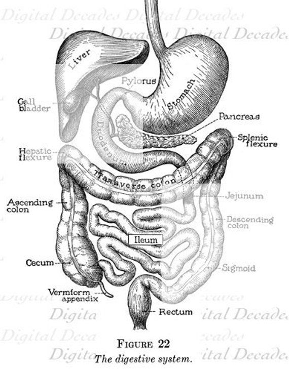 570x733 you've got guts - Human Stomach Drawing
