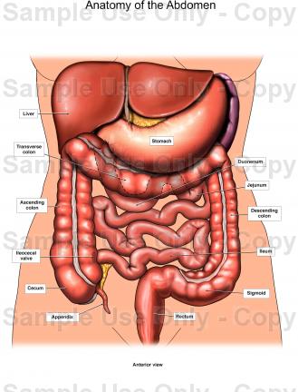329x432 human anatomy of the stomach area anatomy of the abdomen medical - Human Stomach Drawing