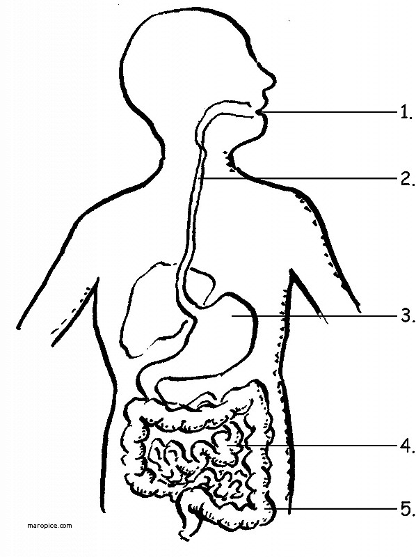 598x800 organ drawing stomach for free download - Human Stomach Drawing
