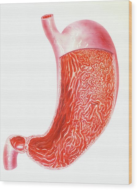 446x618 cutaway illustration of the human stomach photograph - Human Stomach Drawing