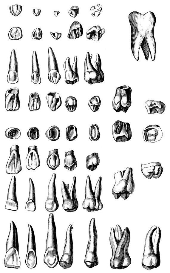 570x914 human teeth, old medical atlas illustration digital image - Human Teeth Drawing