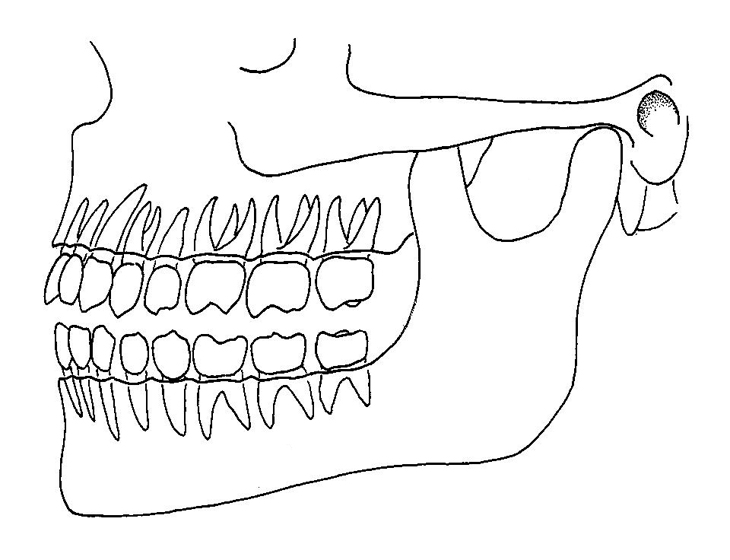Рисунок челюсти с зубами