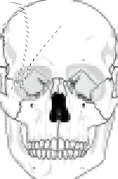 401x609 skull, mind, medical, humanoid, health, diagram, drawing, human - Human Teeth Drawing