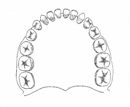 448x368 teeth in human upper jaw seen from below biological drawings - Human Teeth Drawing