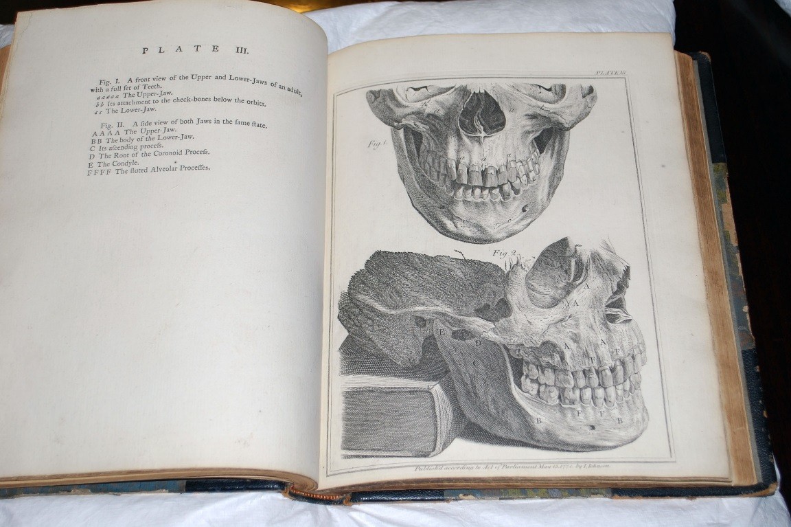 1152x767 The Natural History Of Human Teeth John Hunter Ut Health - Human Teeth Drawing