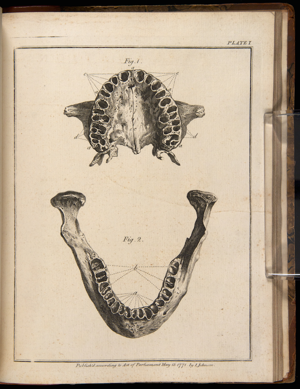 616x800 the natural history of human teeth galileo - Human Teeth Drawing
