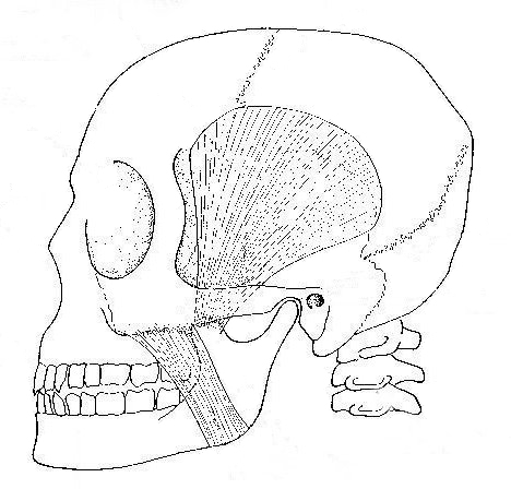 468x448 the principal chewing muscles biological drawings of teeth - Human Teeth Drawing
