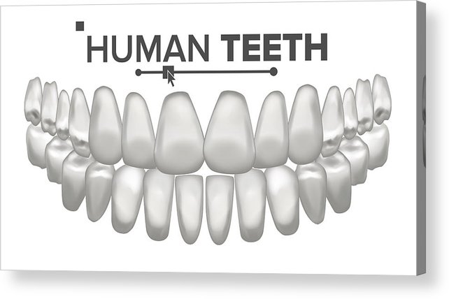 642x428 tooth mouth anatomy vector human teeth healthy white teeth - Human Teeth Drawing