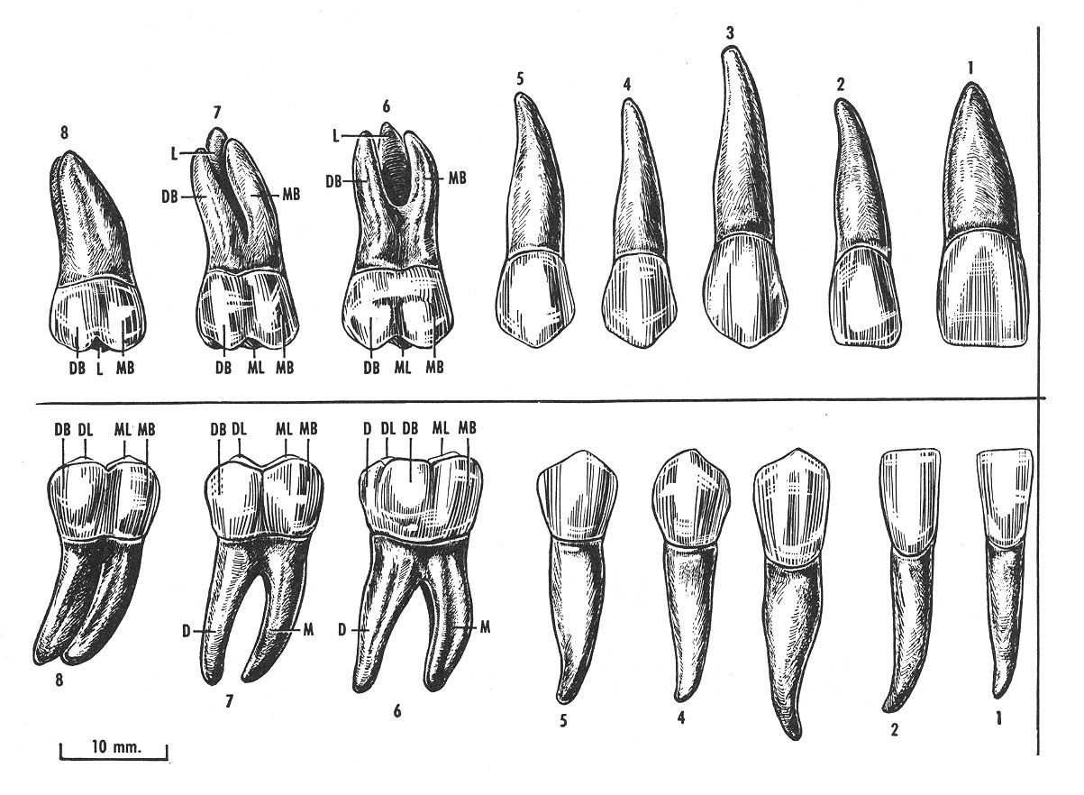 1203x882 human teeth diagram dental laboratory teeth drawing, tooth - Human Teeth Drawing