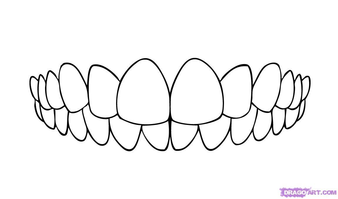Human Teeth Drawing at Explore collection of Human