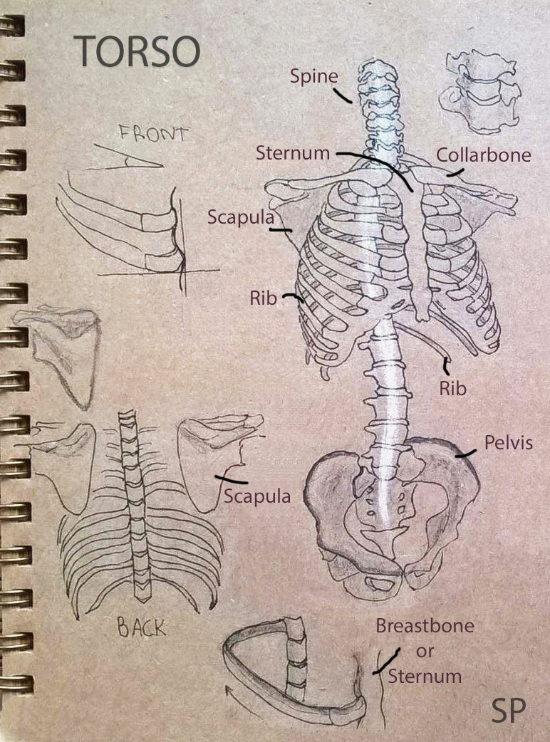 772x1042 drawing torso anatomy stretched paw - Human Torso Drawing