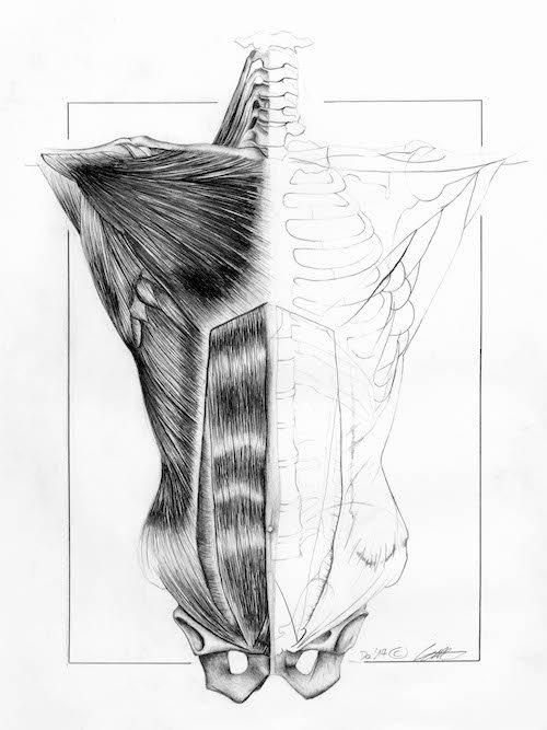 500x667 front of a human torso partnormal - Human Torso Drawing