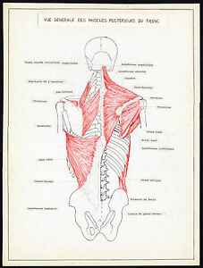 227x300 original anatomical drawings human torso muscle front rear - Human Torso Drawing