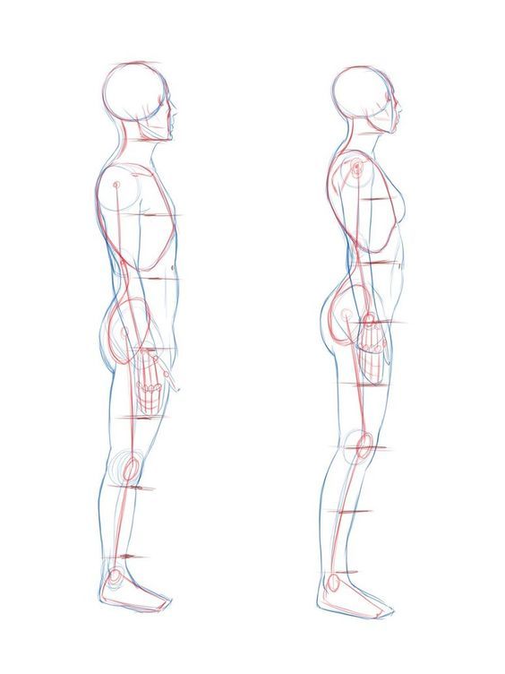 564x752 Image Result For Human Torso Profile Drawing Fashion - Human Torso Drawing