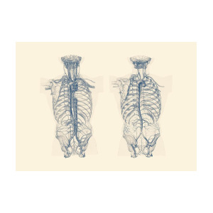 300x300 venous and circulatory system - Human Torso Drawing