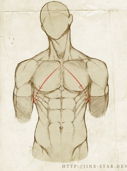 425x571 bildergebnis torso reference for artist reference cosas - Human Torso Drawing