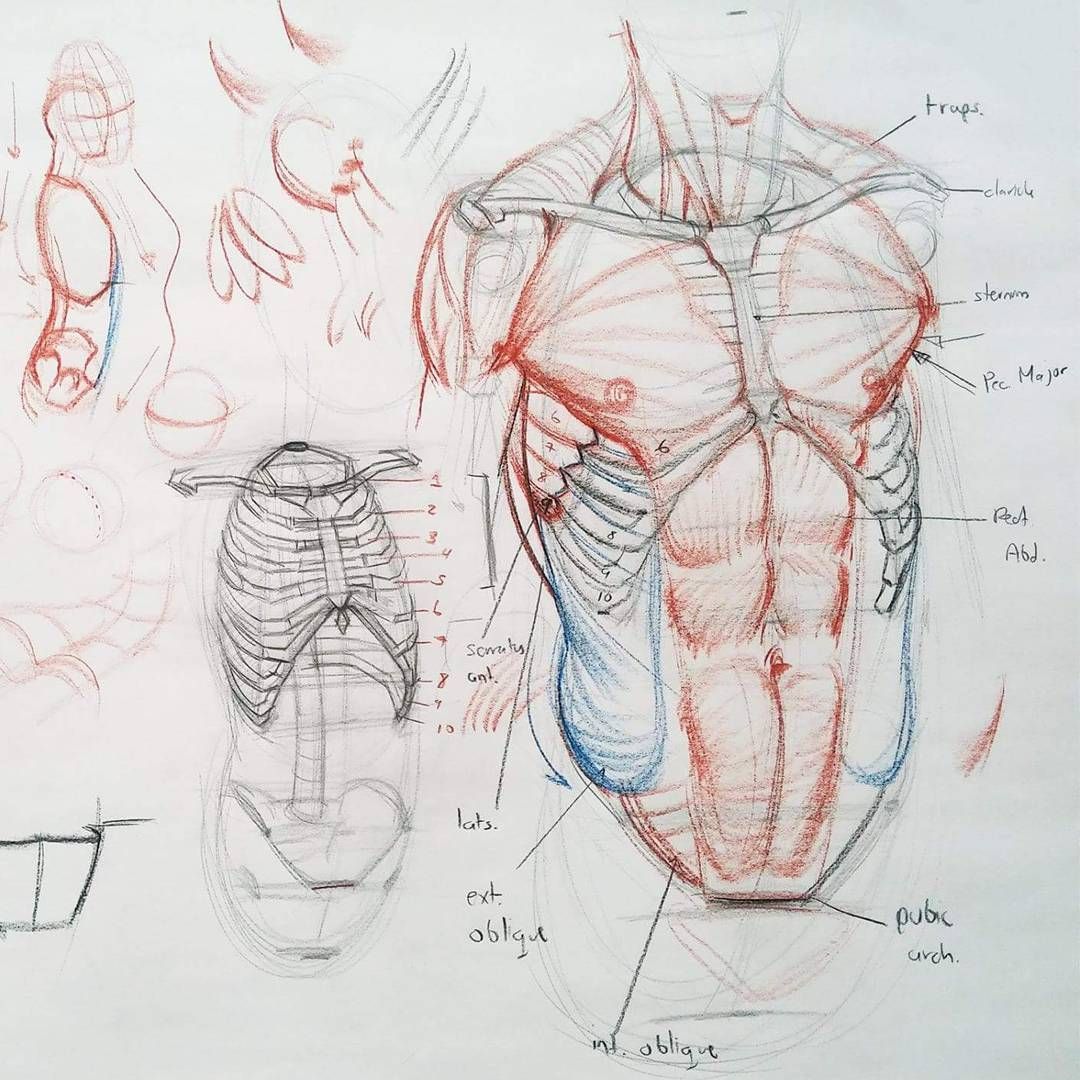 1080x1080 detail of this torso construction demo - Human Torso Drawing
