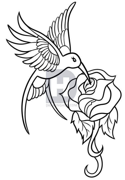 501x720 How To Draw A Hummingbird Tattoo, Step - Hummingbird Drawing