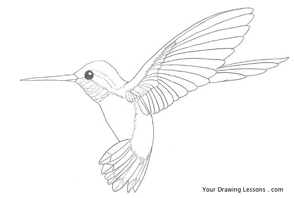 600x405 How To Draw A Hummingbird Your Drawing Lessons - Hummingbird Drawing