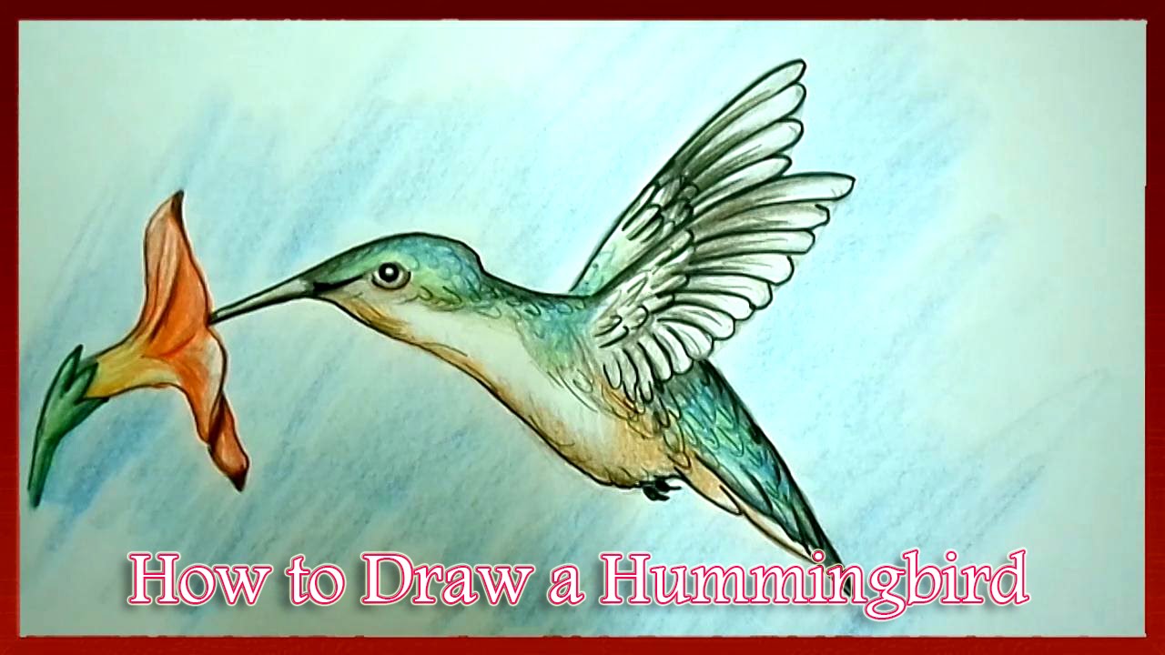 1280x720 How To Draw A Hummingbird Step - Hummingbird Drawing