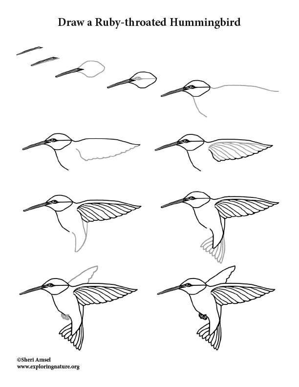 612x792 Hummingbird - Hummingbird Drawing