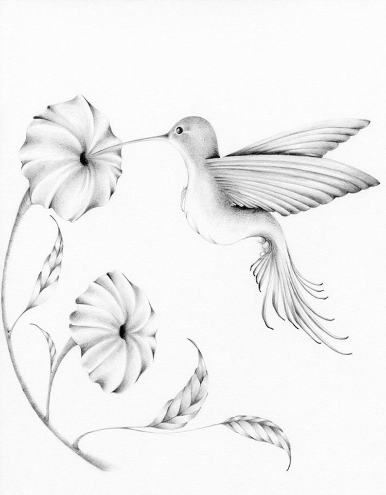 794x1018 Hummingbird Drawing Giclee Fine Art Print Of My Original Etsy - Hummingbird Drawing