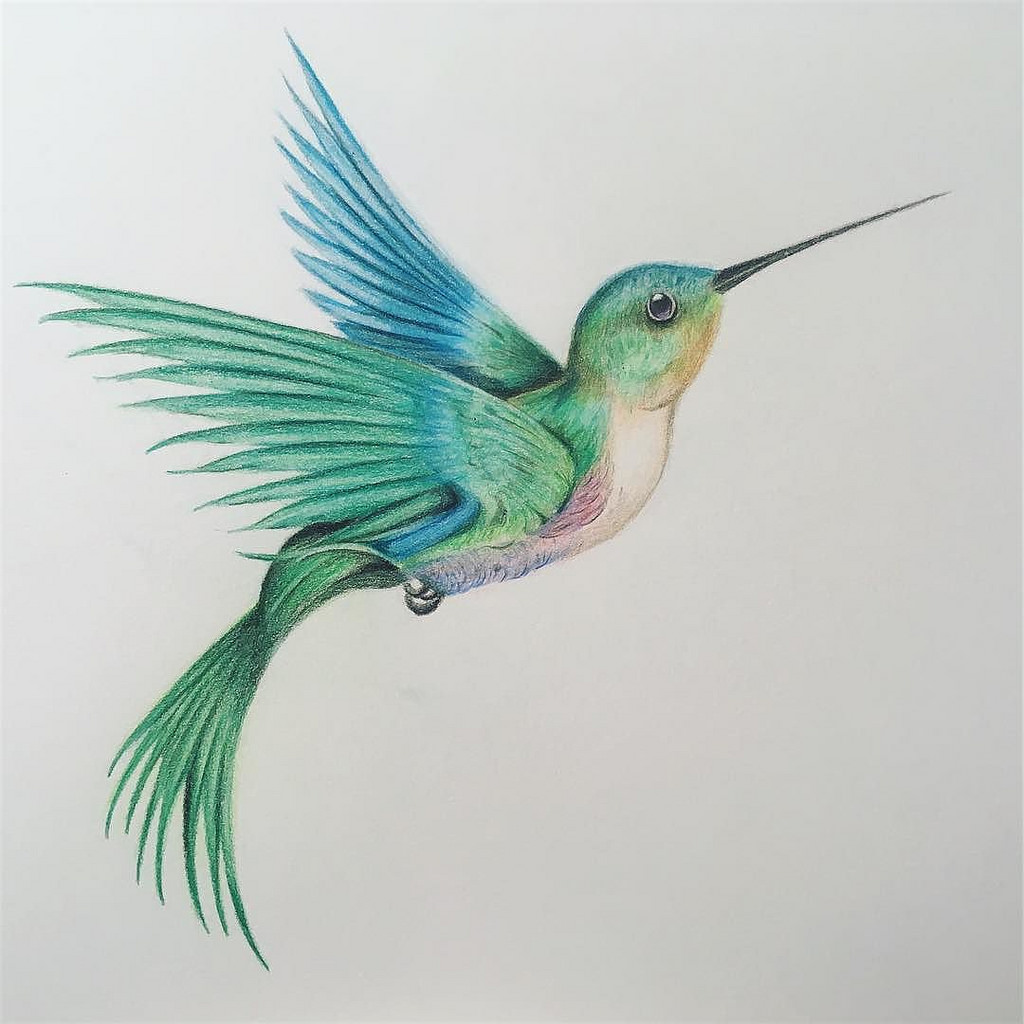 1024x1024 Hummingbird Drawing Picture Drawing Skill - Hummingbird Drawing
