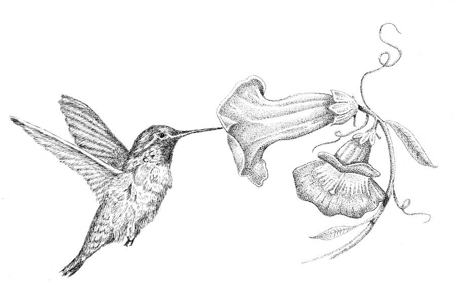 900x572 Hummingbird Drawing - Hummingbird Drawing