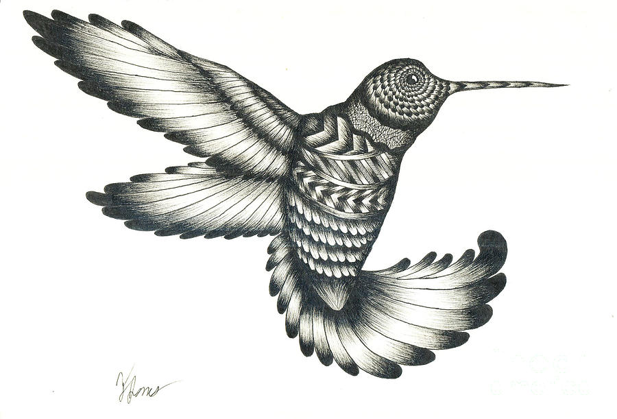 900x611 Hummingbird Drawing - Hummingbird Drawing