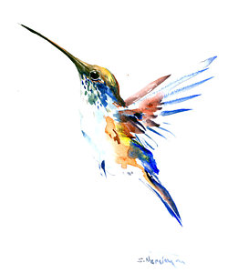 250x300 Hummingbird Drawings Fine Art America - Hummingbird Drawing