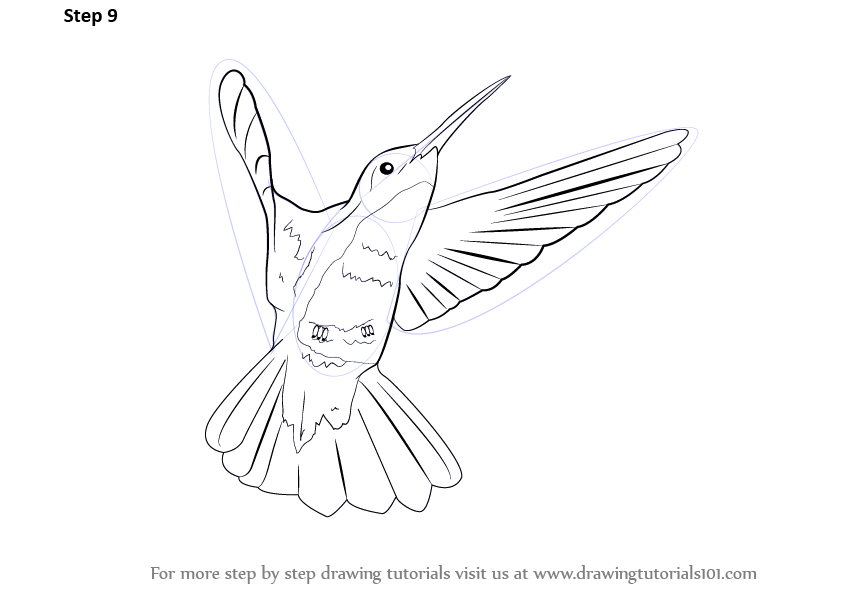 842x596 Learn How To Draw A Hummingbird - Hummingbird Drawing