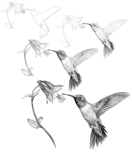 430x500 maury illustrates - Hummingbird Drawing