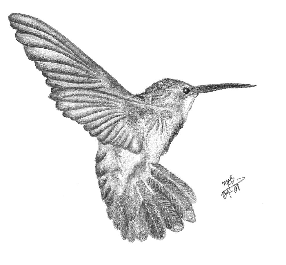 987x914 Hummingbird Pencil Drawing Hummingbird Pencil - Hummingbird Drawing