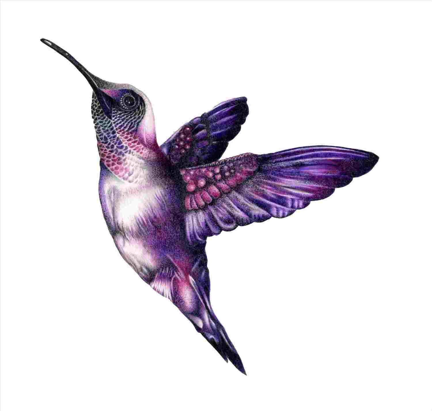 1500x1424 Realistic Rhdrawingfineartnet To Draw A Hummingbird How - Hummingbird Drawing