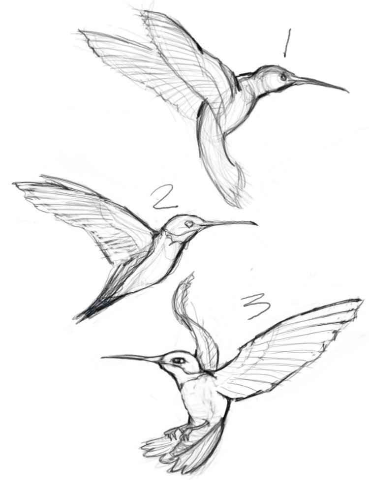 750x1000 Sketches Of Hummingbirds With Flowers - Hummingbird Drawing