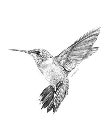 380x480 black and white hummingbird drawing ruby throated hummingbird - Hummingbird Drawing